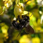 ---- Blauschwarze Holzbiene (Xylocopa violacea) ---