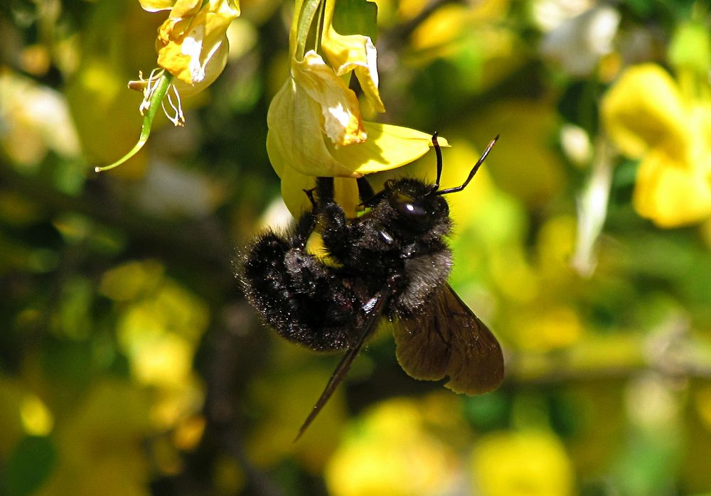 ---- Blauschwarze Holzbiene (Xylocopa violacea) ---