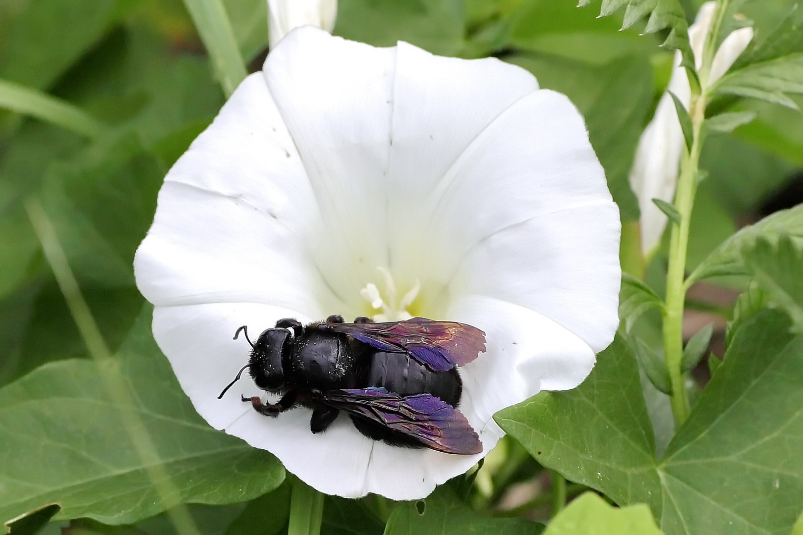 Blauschwarze Holzbiene  (Xylocopa violacea )