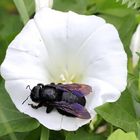 Blauschwarze Holzbiene  (Xylocopa violacea )