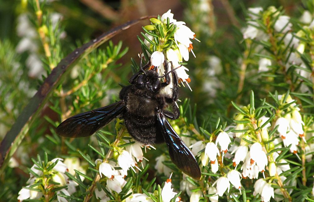 ---- Blauschwarze Holzbiene (Xylocopa violacea) ---