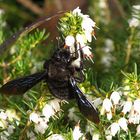 ---- Blauschwarze Holzbiene (Xylocopa violacea) ---