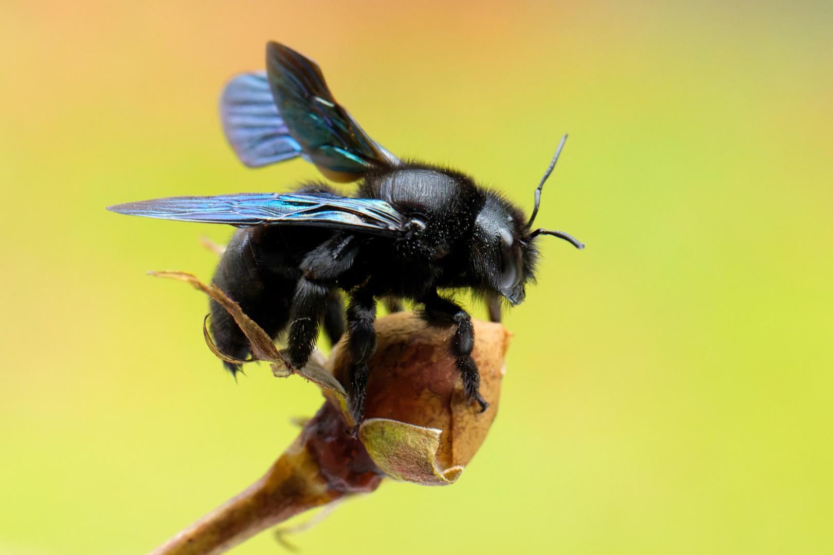 Blauschwarze Holzbiene (Xylocopa violacea) oder evtl. eine Große Holzbiene X. Valga 
