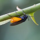 Blauschwarze Rosenbürstenhornblattwespe (Arge pagana)