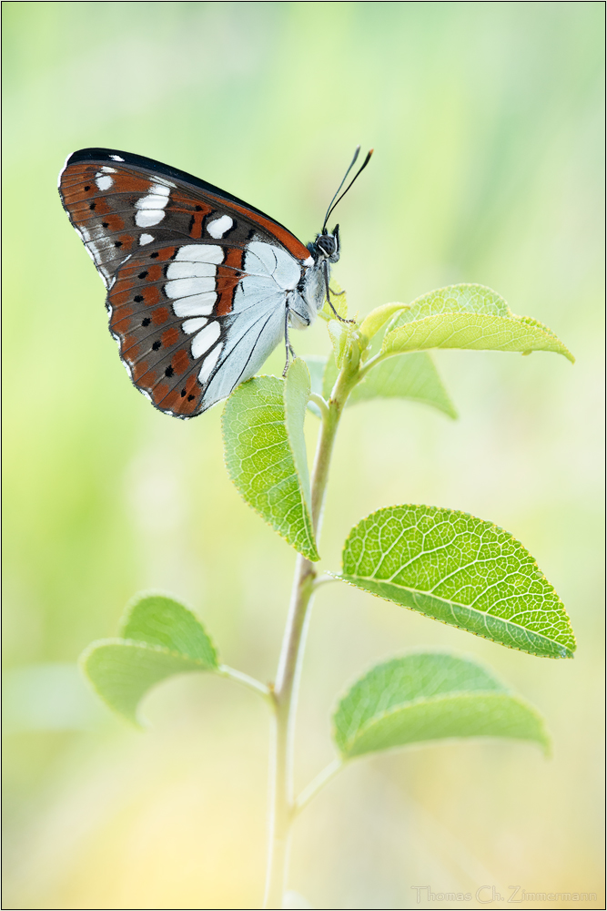 Blauschwarzer Eisvogel