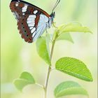 Blauschwarzer Eisvogel