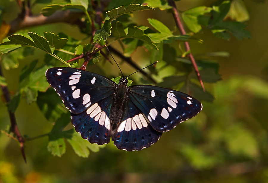 Blauschwarzer Eisvogel 1