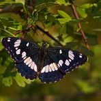 Blauschwarzer Eisvogel 1