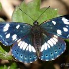 Blauschwarzer Eisvogel