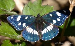 Blauschwarzer Eisvogel