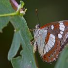 Blauschwarzer Eisvogel 2