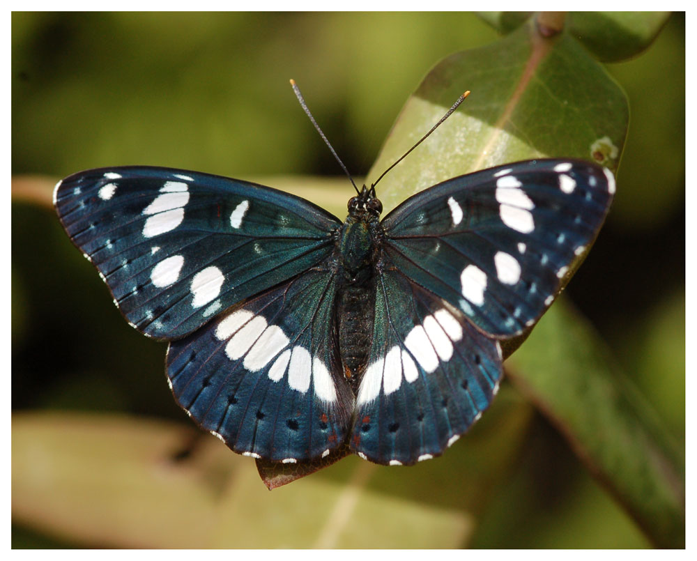 blauschwarzer eisvogel..