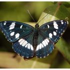 blauschwarzer eisvogel..