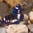 Blauschwarzer Eisvogel