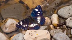 Blauschwarzer Eisvogel