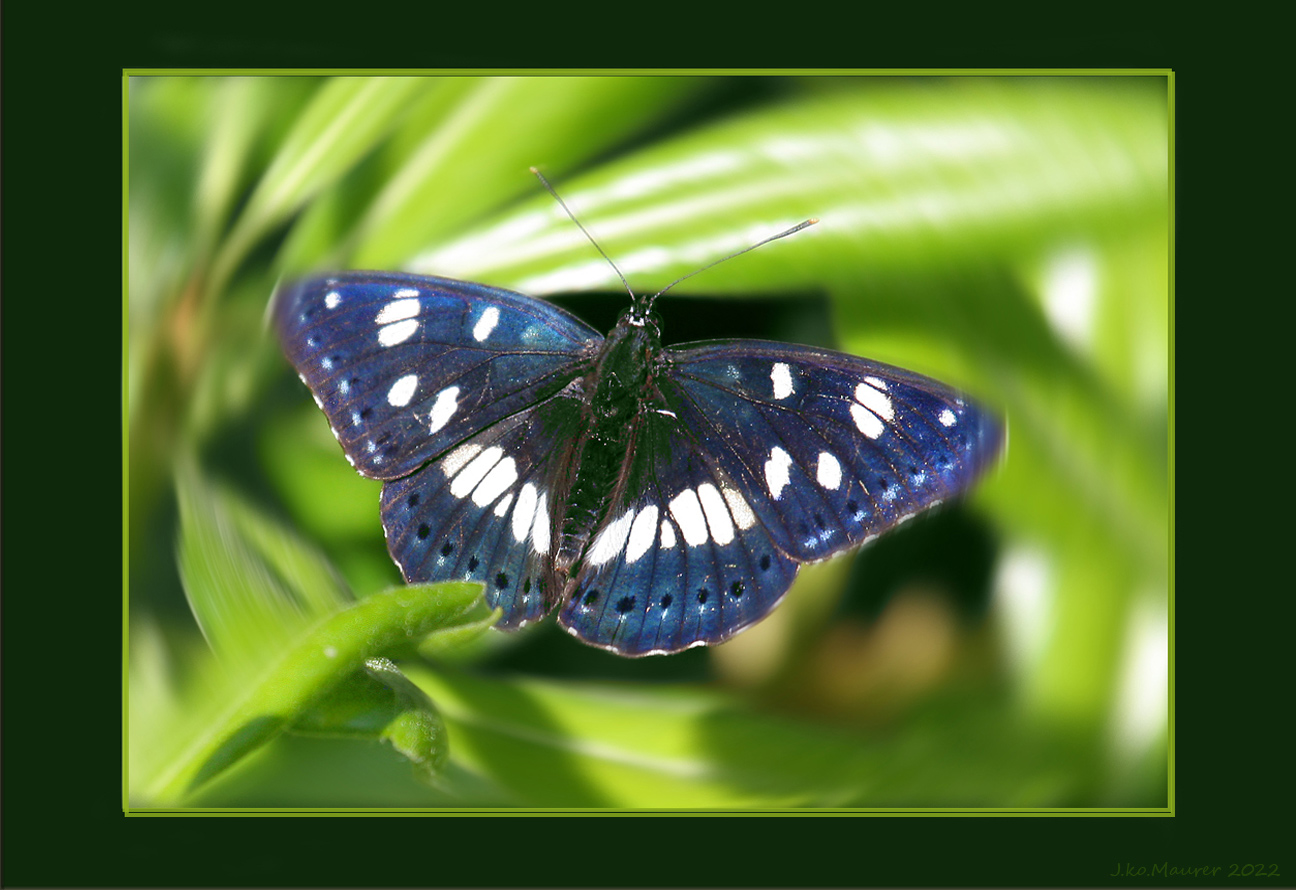 Blauschwarzer Eisvogel