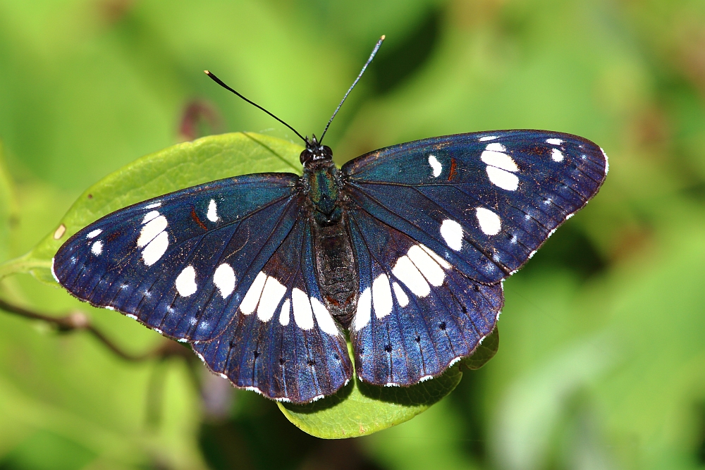 Blauschwarzer Eisvogel