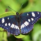 Blauschwarzer Eisvogel