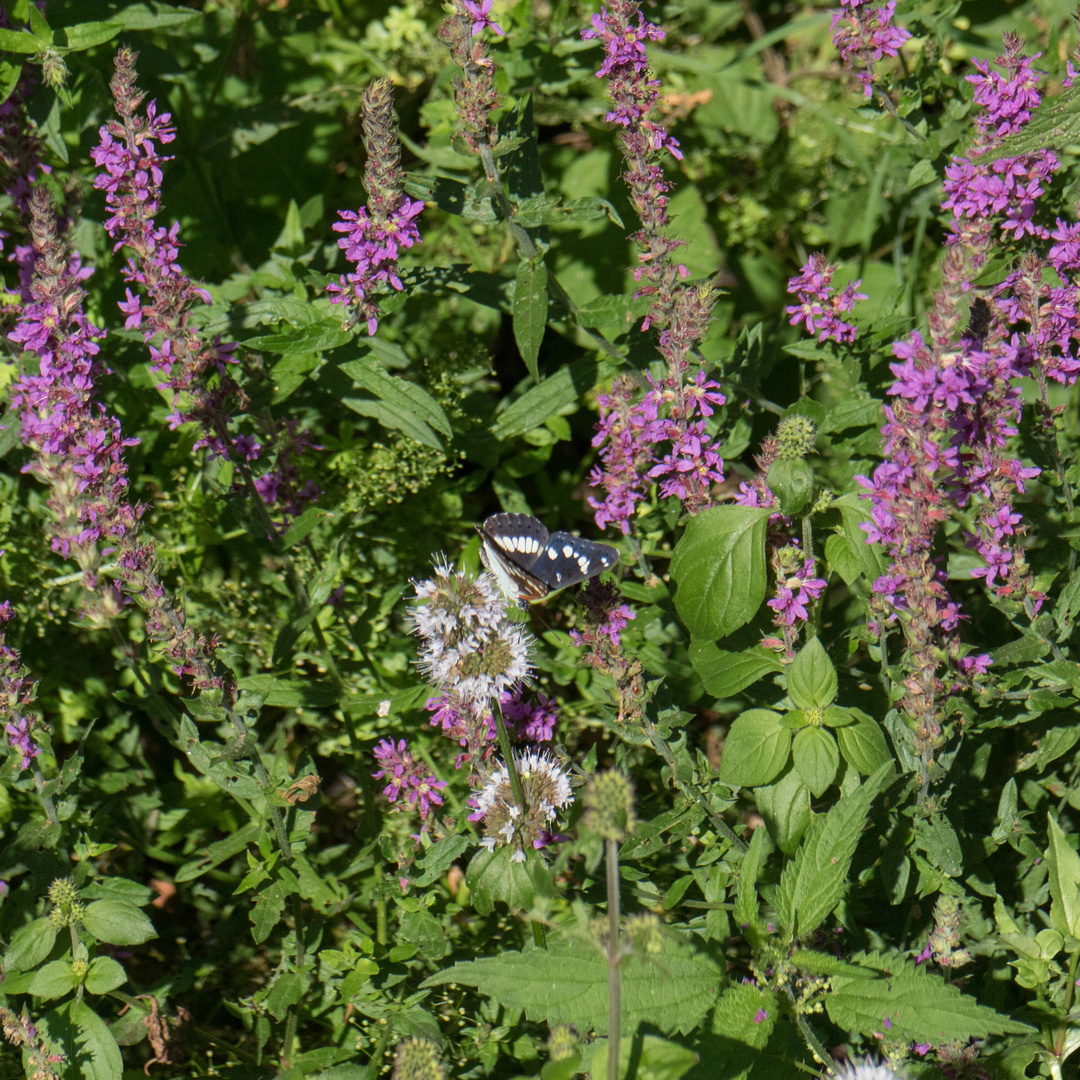 Blauschwarzer Eisvogel