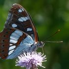 Blauschwarzer Eisvogel