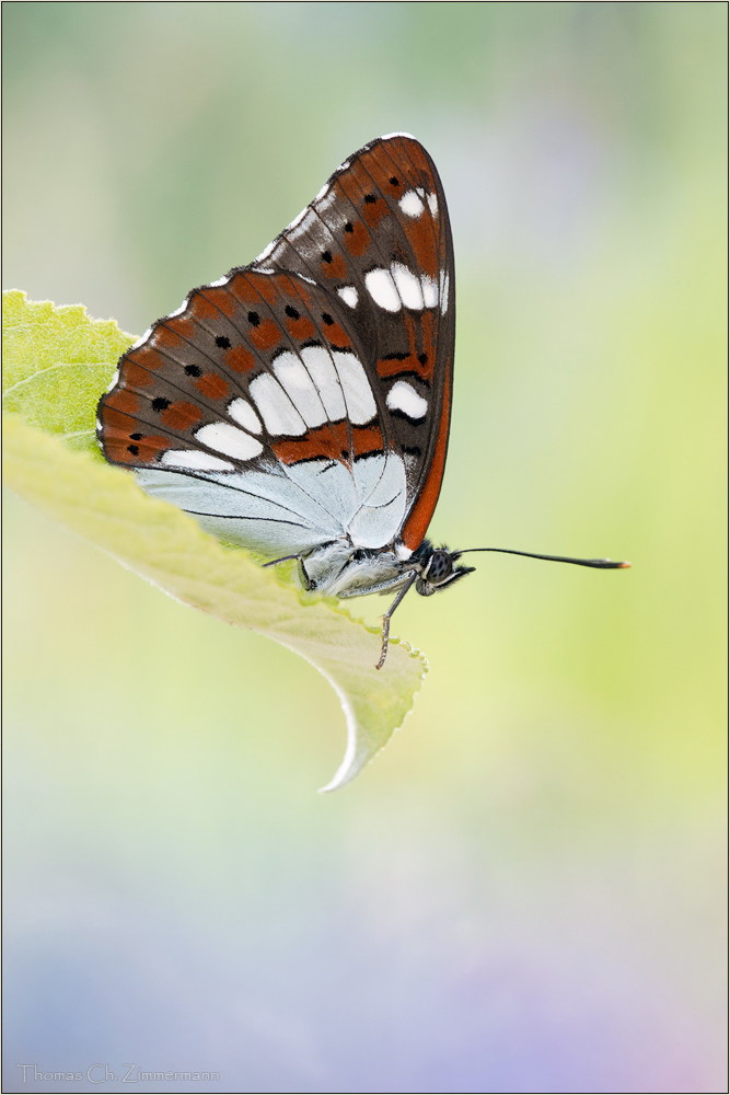 Blauschwarzer Eisvogel