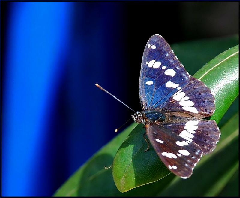 Blauschwarzer Eisvogel