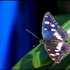 Blauschwarzer Eisvogel