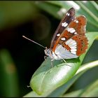 -Blauschwarzer Eisvogel-