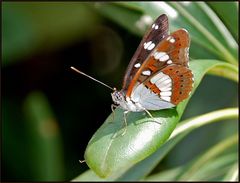 -Blauschwarzer Eisvogel-