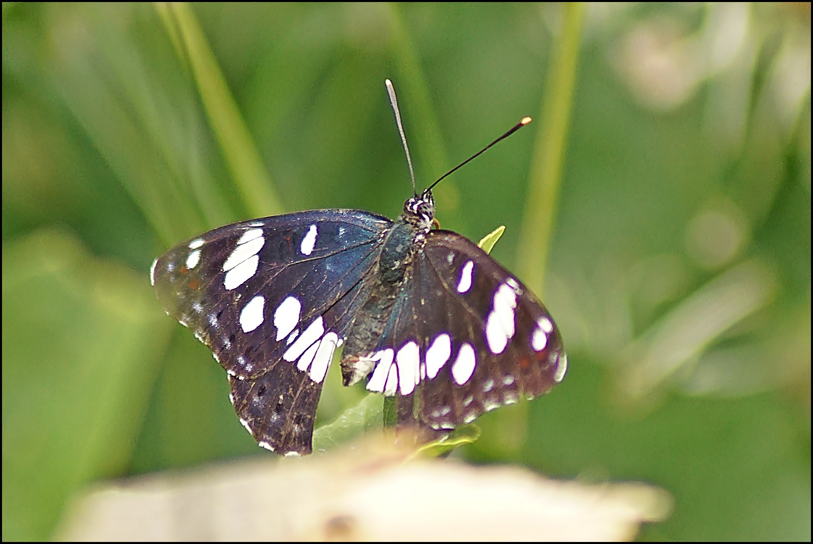 Blauschwarzer Eisvogel