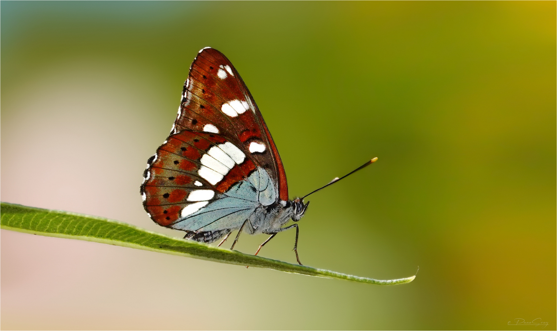 Blauschwarzer Eisvogel