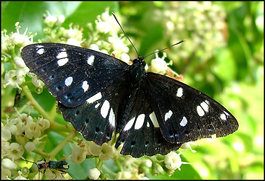 Blauschwarzer Eisvogel