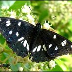 Blauschwarzer Eisvogel