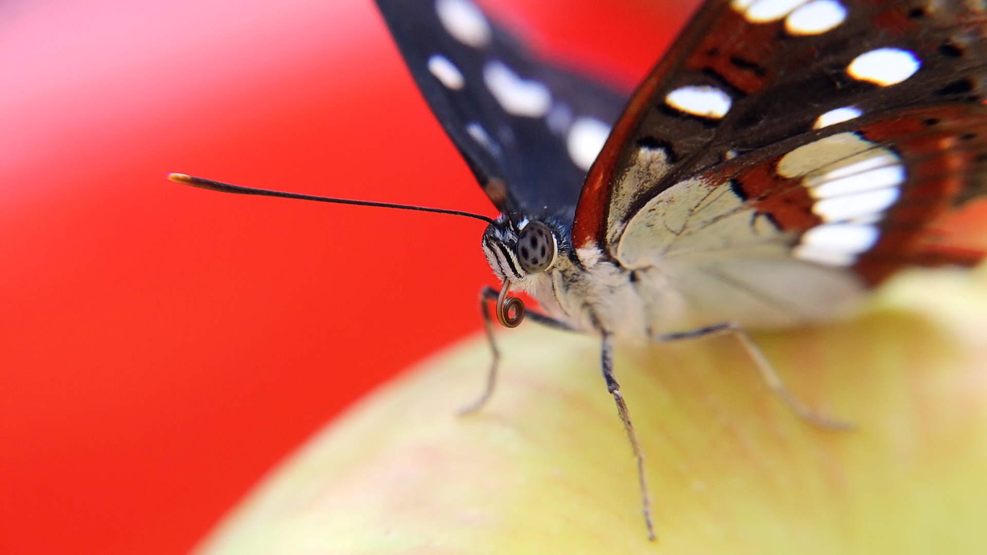 Blauschwarzer Eisvogel "Fanta"