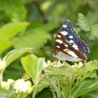 Blauschwarzer Eisvogel in der Provence 