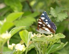 Blauschwarzer Eisvogel in der Provence 