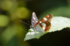 Blauschwarzer Eisvogel (Leminitis reducta)