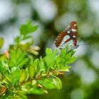 Blauschwarzer Eisvogel (Limenitis reducta)