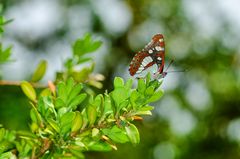 Blauschwarzer Eisvogel (Limenitis reducta)