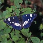 Blauschwarzer Eisvogel, Limenitis reducta