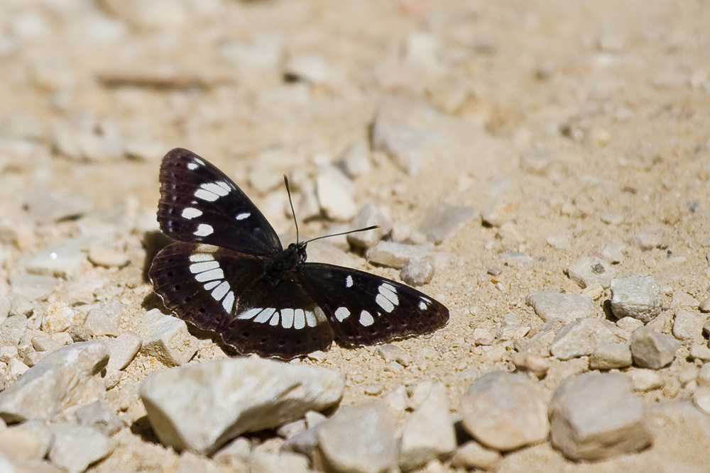 Blauschwarzer Eisvogel (Limenitis reducta)