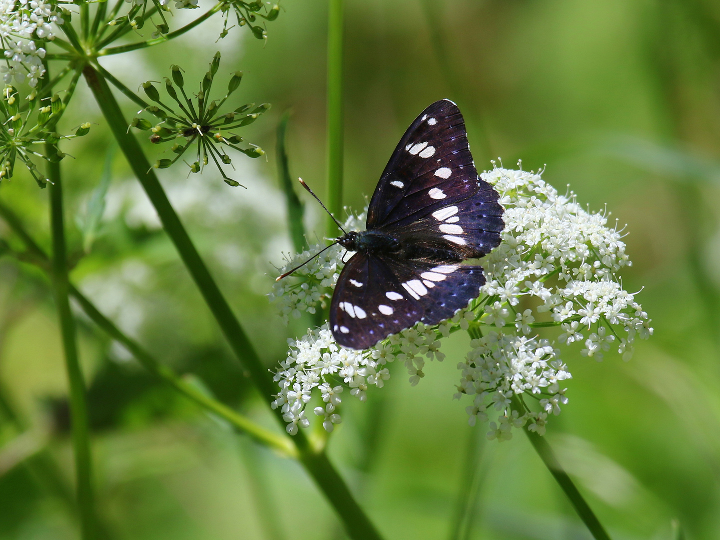 Blauschwarzer Eisvogel, Limenitis reducta