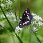 Blauschwarzer Eisvogel, Limenitis reducta