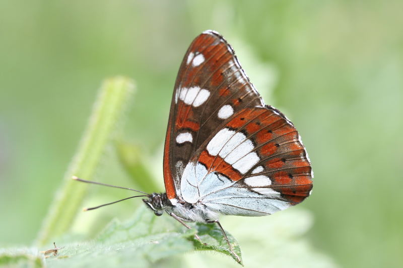 Blauschwarzer Eisvogel (Limenitis reducta)