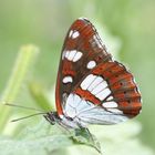 Blauschwarzer Eisvogel (Limenitis reducta)