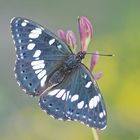 Blauschwarzer Eisvogel (Limenitis reducta)