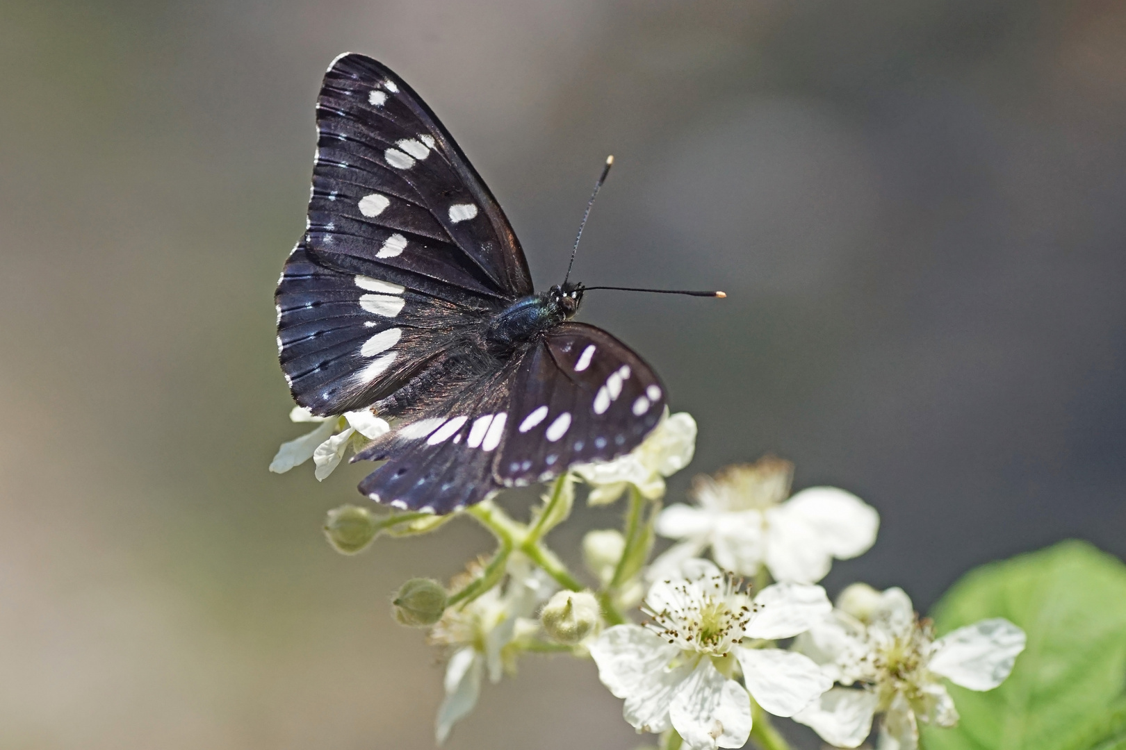 Blauschwarzer Eisvogel (Limenitis reducta)