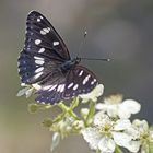 Blauschwarzer Eisvogel (Limenitis reducta)