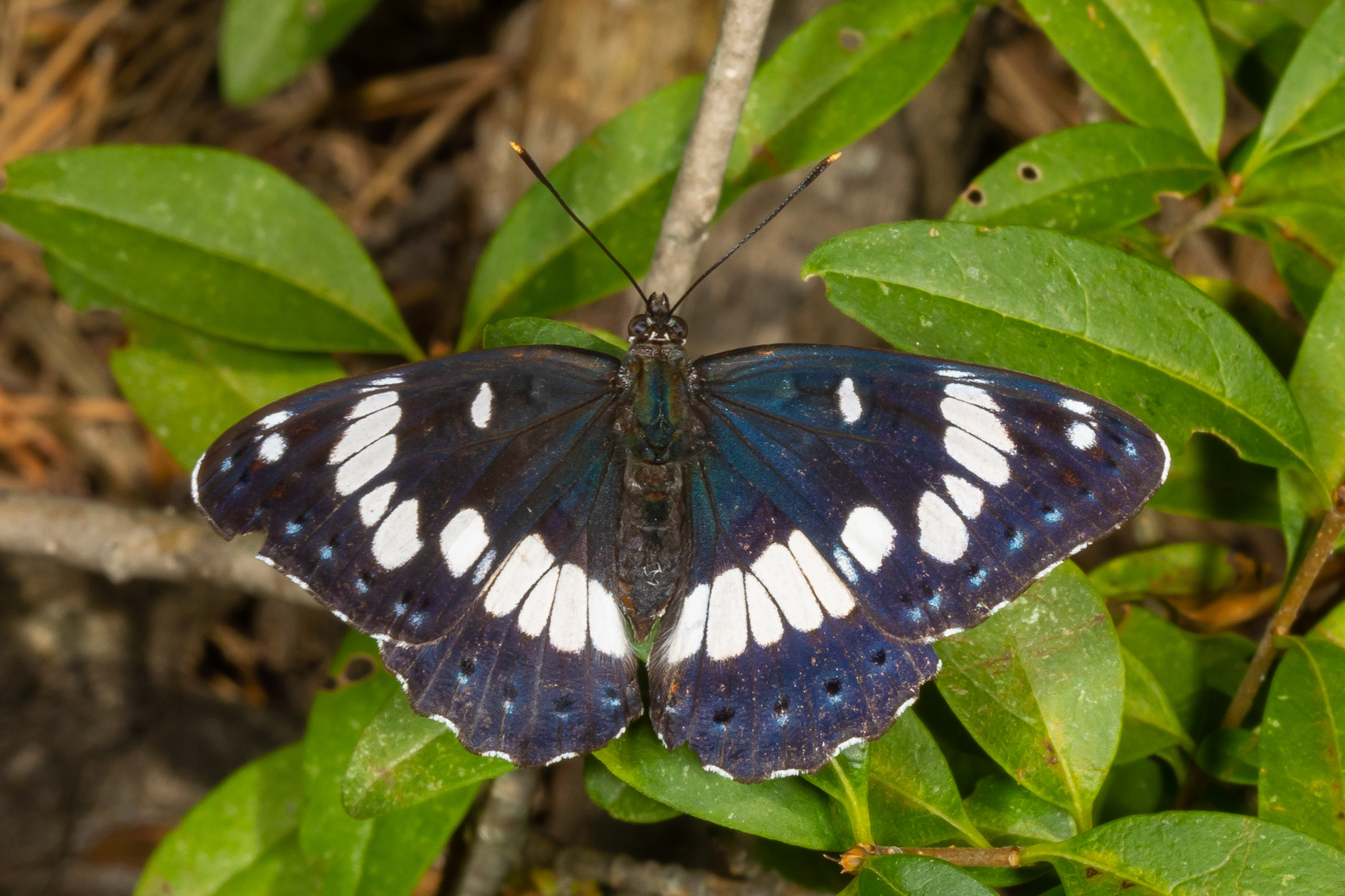 Blauschwarzer Eisvogel (Limenitis reducta)