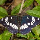 Blauschwarzer Eisvogel (Limenitis reducta)